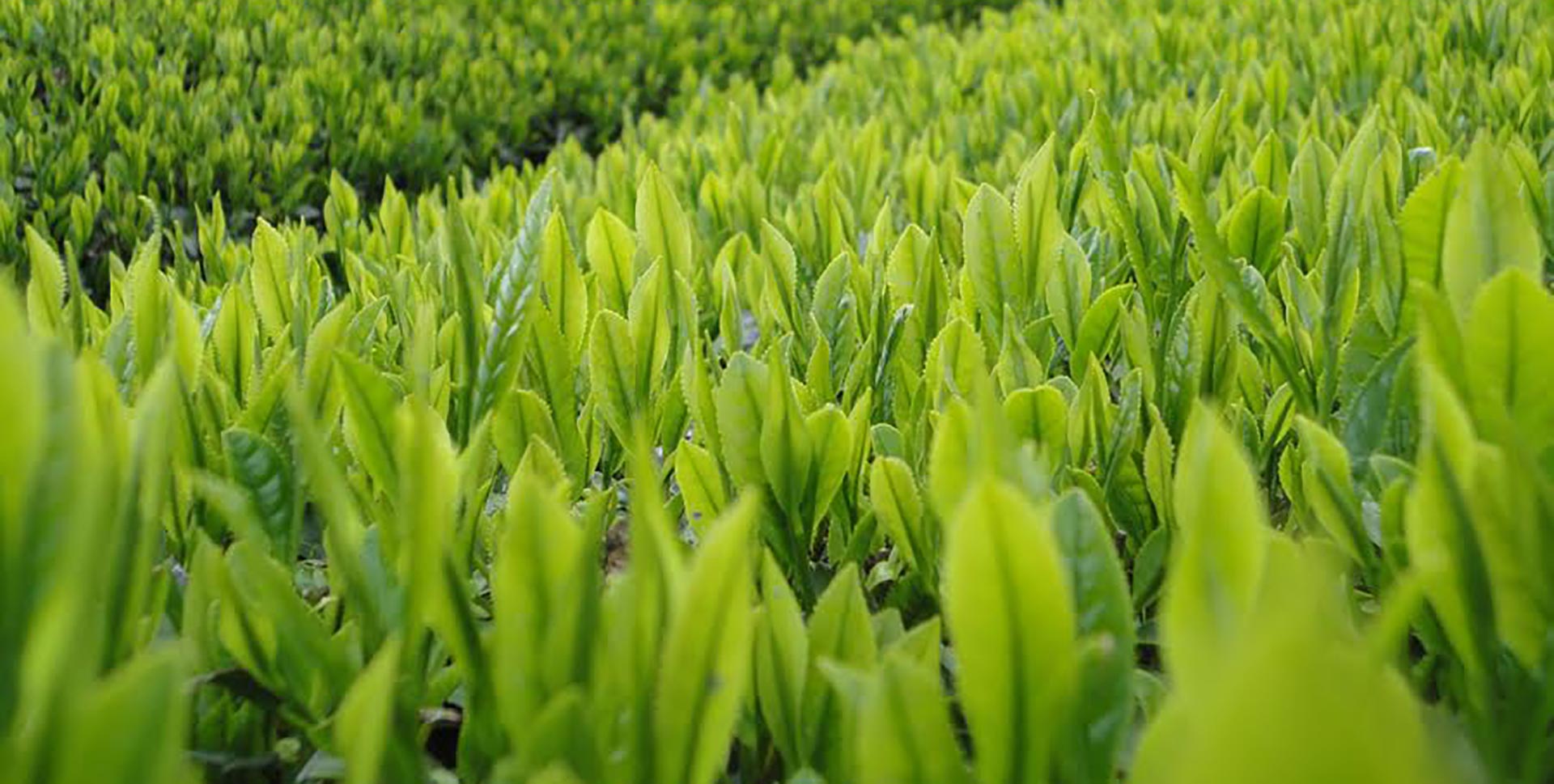 Can I Travel With Matcha?