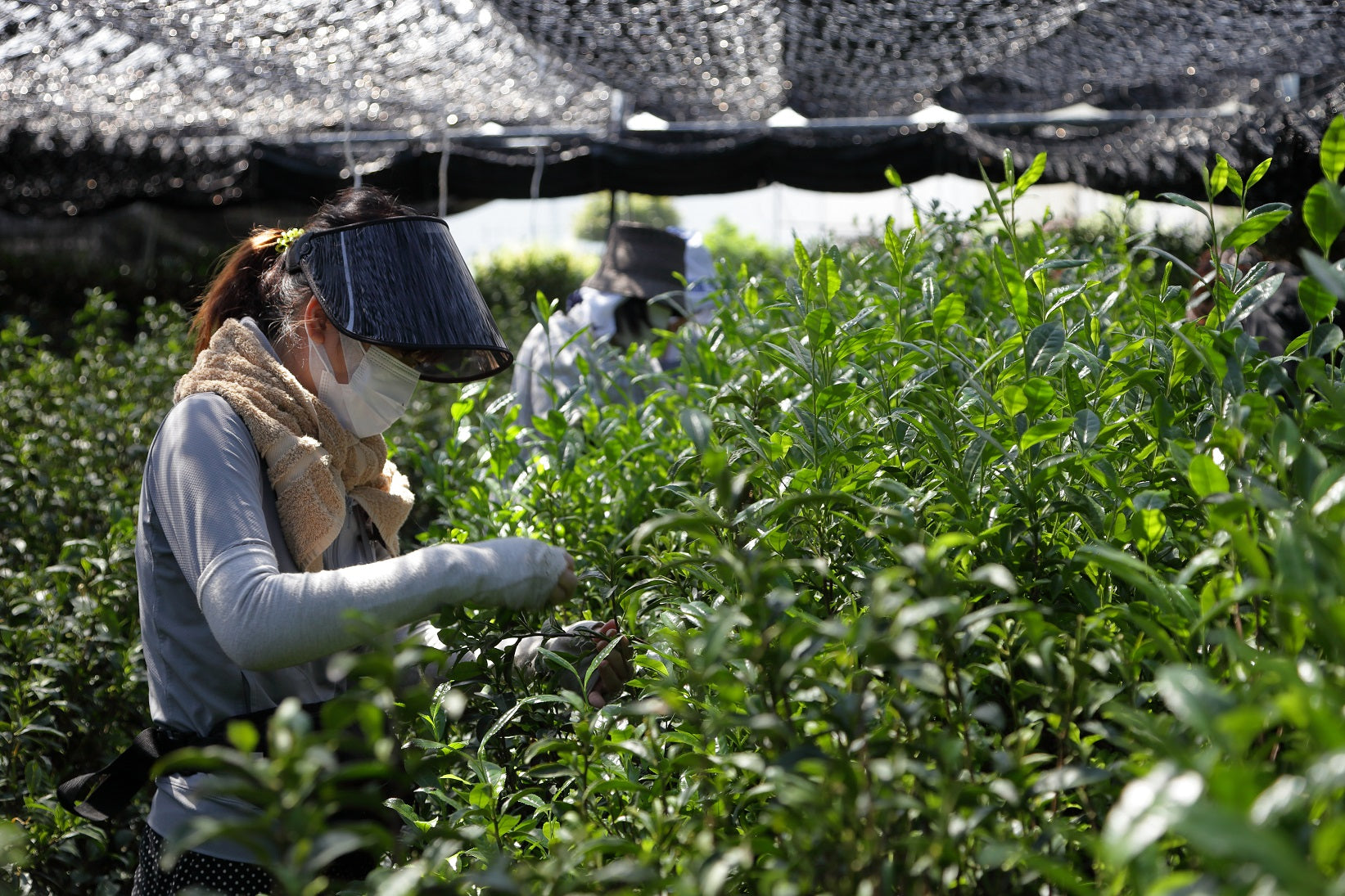 Matcha Harvest, Generational Farming, Wendell Berry