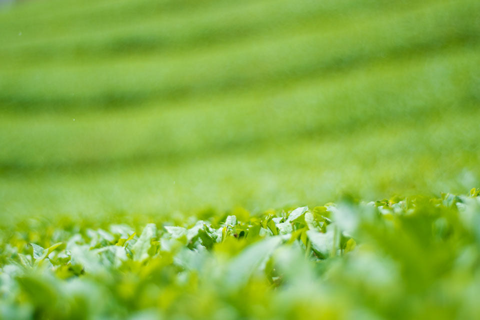 Placebos and the Health Benefits of Matcha