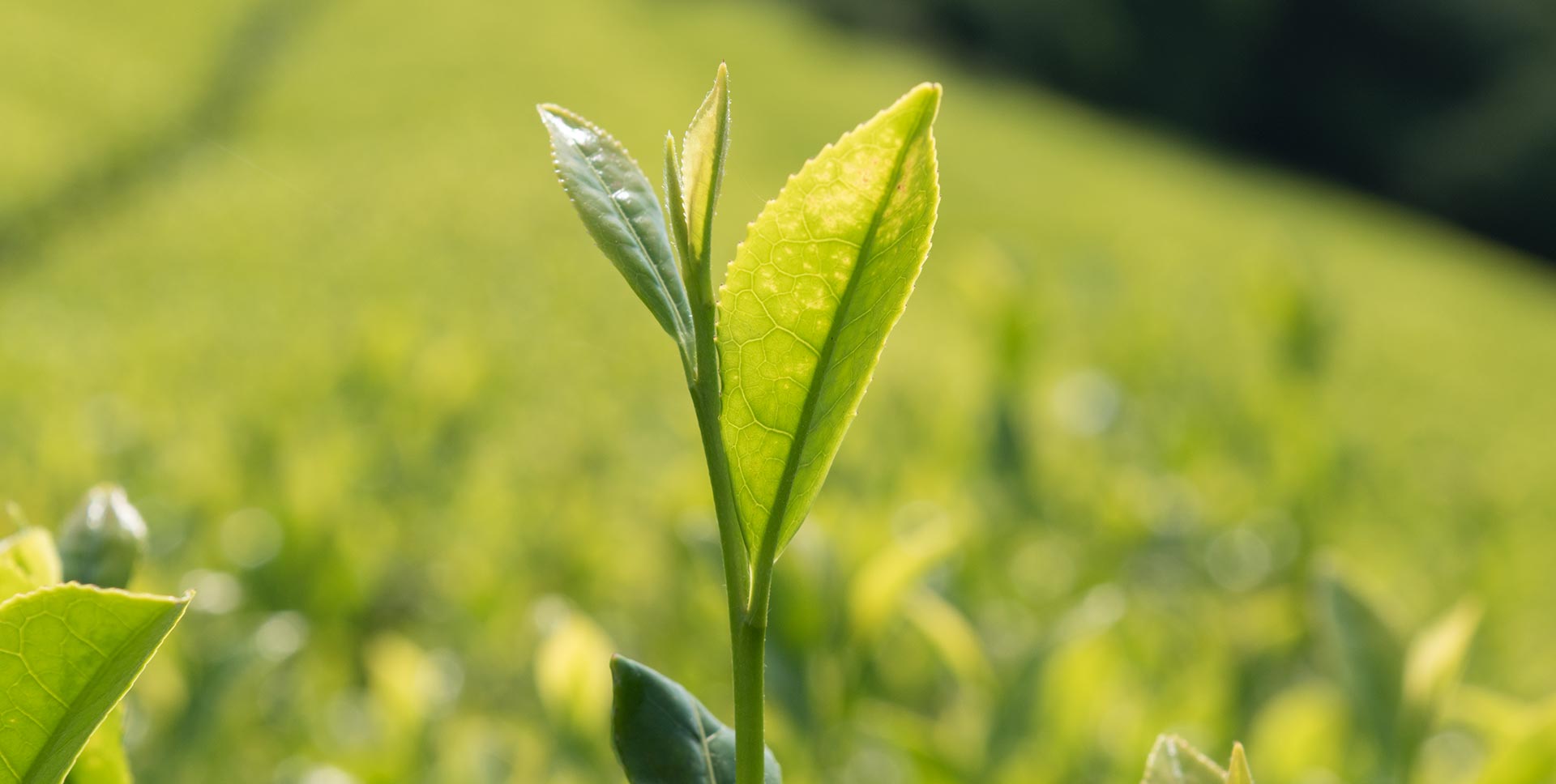 Matcha — Drinking a Plant